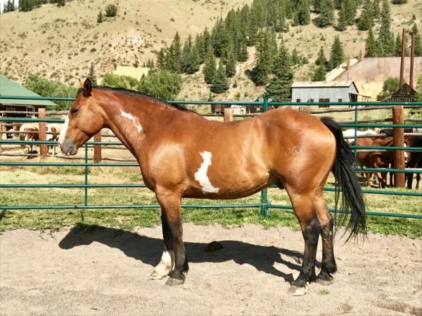 Appaloosa Mix Gelding 9 years Roan-Blue in Watson, OK