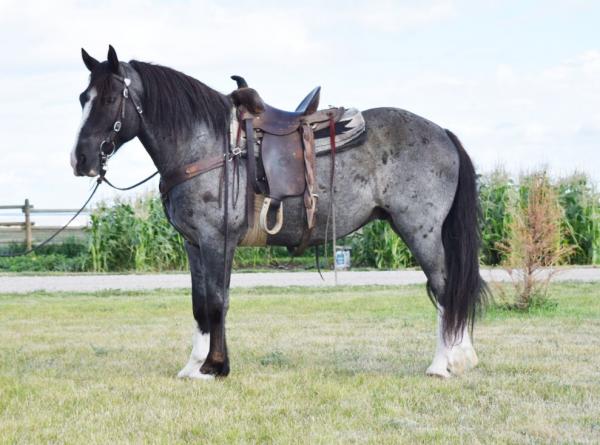 Appaloosa Mix Gelding 9 years Roan-Blue in Watson, OK